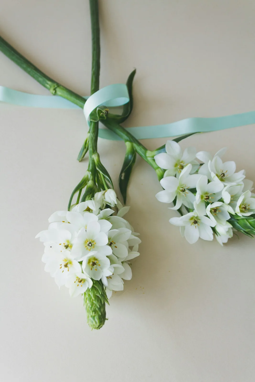 Small white flower stems tied with a pale green ribbon.